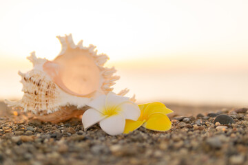 貝殻とプルメリアの花