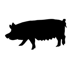 Pig silhouette