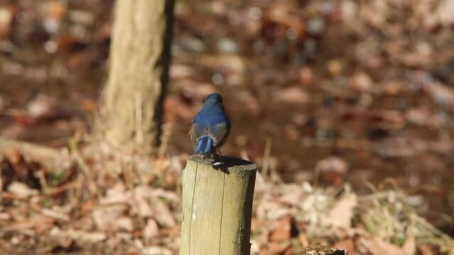 ルリビタキ　杭に止まり辺りの様子を覗うルリビタキのオス