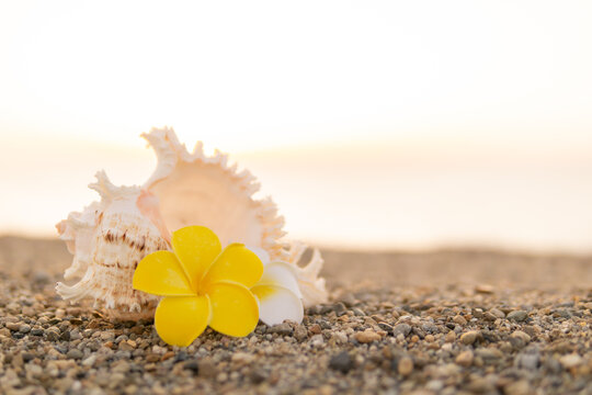 貝殻とプルメリアの花
