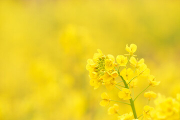 黄色背景の菜の花のクローズアップ
