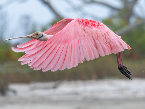 pink roseate spoonbill flying through the marsh near the beach - Powered by Adobe