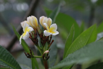 white flower in the garden
