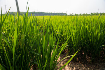 Ripe rice in the countryside farm,autumn harvest season