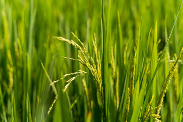 Ripe rice in the countryside farm,autumn harvest season