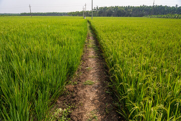 Rice swaying in the rice field © DEVIKA PRODUCTION
