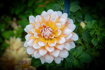 yellow dahlia flower