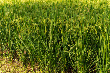 Rice swaying in the rice field
