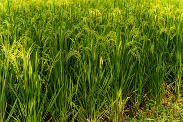 Rice swaying in the rice field