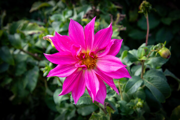 Fototapeta premium pink and white flower