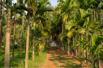 areca nut tree farm in Karnataka india