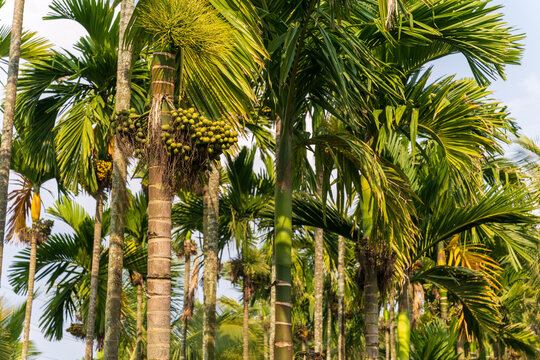 betel nuts or areca catechu nut fruit bunches in its palm tree