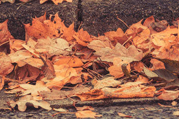 Beautiful autumn background with orange foliage.