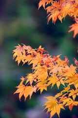 Yellow maple leaves on blurred green background, beautiful autumn background.