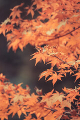 Orange maple leaves, beautiful autumn background.