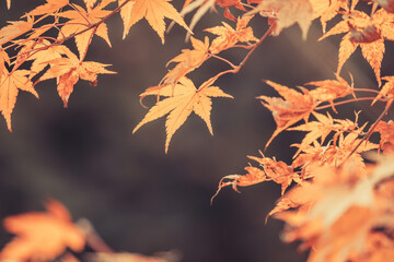 Orange maple leaves, beautiful autumn background.