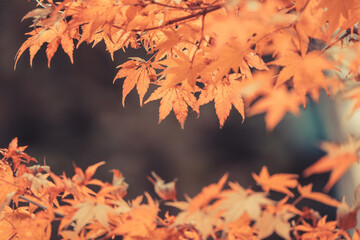 Orange maple leaves, beautiful autumn background.