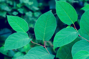 Sakhalin Knotweed or Fallopia sachalinensis in autumn, green natural background.