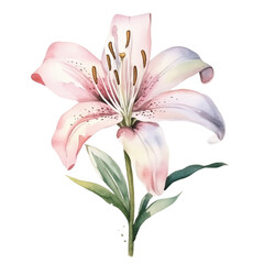 Flower lily watercolor isolated transparent, Generative AI