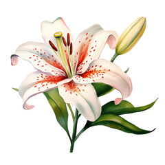 Flower lily watercolor isolated transparent, Generative AI