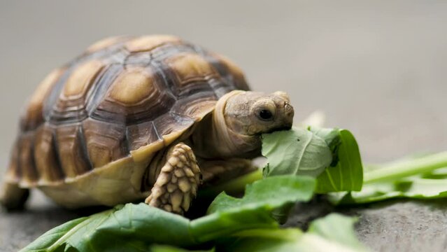 African Sulcata Turtle Tortoise herbivore reptile eating leaf leaves, cute friendly pet