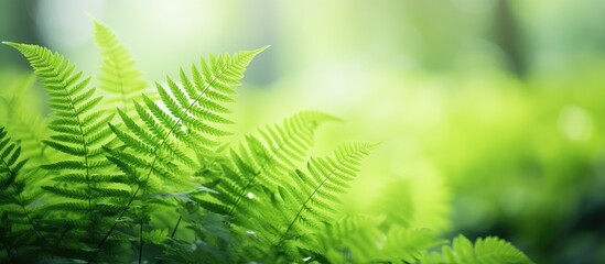 Beautiful background blurred by young fern leaves