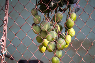 Mango fruits hanging on the chain link fence in the garden.