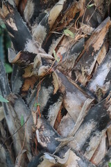 Palm tree trunk with thorns and leaves, close-up