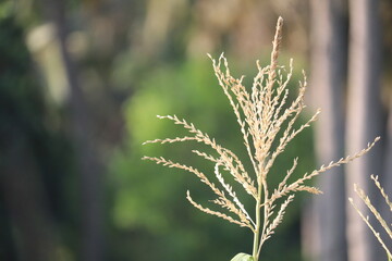Obraz premium Close up of dry grass flower in the field with blurred background.
