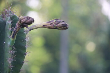 Close up of a cactus on a blurred background, selective focus