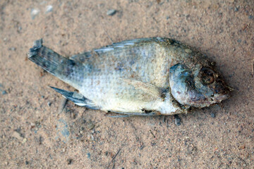 Dead fish on the ground,Thai style food and drink.