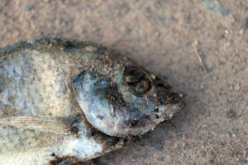 Dried fish on the ground, closeup of a dead fish