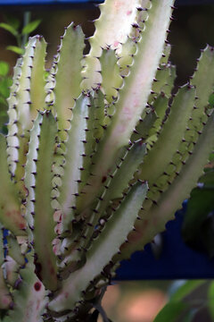 Cactus plant in the botanical garden, closeup of photo