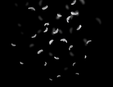 Abstract White Bird Feathers Falling in The Air. Feathers Floating on Black Background.	