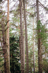 Obraz premium Tall coniferous trees in the forest. Pine and spruce on the slopes of the mountains. Autumn. Beauty is in nature.