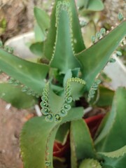 Kalanchoe pinnata green tiny plantlets around edges of parent plant. Kalanchoe Mother of Thousands , macro, close up. Bryophyllum Laetivirens leaves