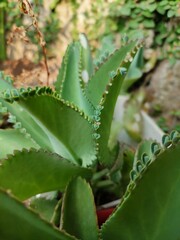 Kalanchoe pinnata green tiny plantlets around edges of parent plant. Kalanchoe Mother of Thousands , macro, close up. Bryophyllum Laetivirens leaves