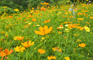 Orange daisies Yellow blooms in a garden in Bangkok, Thailand