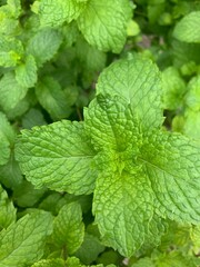 close up of fresh mint leaves. Very fresh and healthy green color
