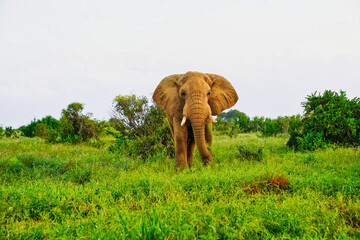 A Lone Elephant in the grass at Tsavo East National Park, Kenya, Africa