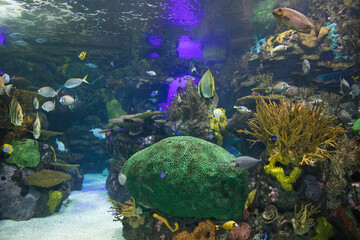 Beautiful view of the underwater world