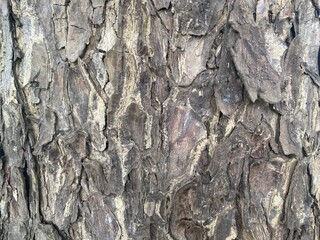 bark of a tree
