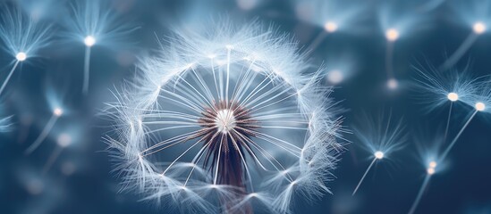 Naklejka premium Capturing delicate details of a curly dandelion symbolizing resilience and fleeting beauty this macro photo is mesmerizing