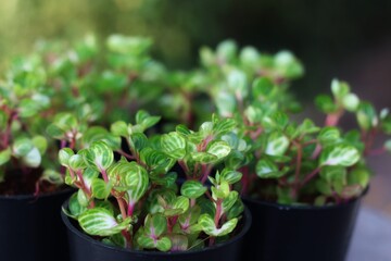 Iresine Herbstii or Dragon Lady.