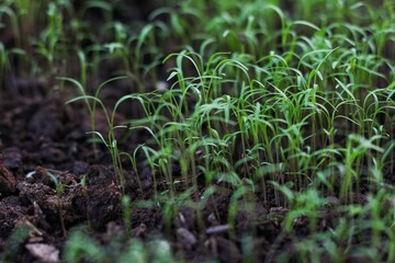 Photo of Growing Vegetables from Seeds. Growing Vegetables in garden. Planting progress.