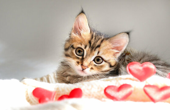 Pretty cute kitten relaxing on the bed with red hearts. Tabby cat. Funny pets. Valentines Day, Birthday, Dating