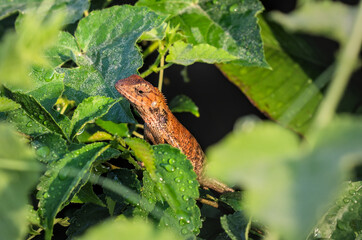 Brown lizard sunbathing on a leaf. Green leaves with water droplets from the morning dew. 