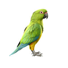 Parrot standing on transparent background