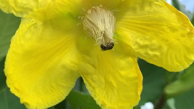 Closeup video of a small bee sucking the juice of a yellow catapult