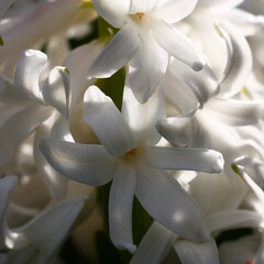 Sunny spring day. White flowers of a hyacinth on a green background.